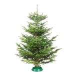 Suport Brad Natural Reglabil cu Rezervă Apă - Până la 200 cm