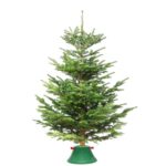 Suport Brad Natural cu Rezervor Apă - Stabilitate și Prospețime