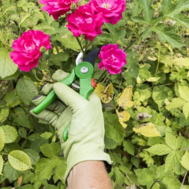 Foarfeca Gradina Geolia, Otel Carbon, Bypass, 18.5 cm