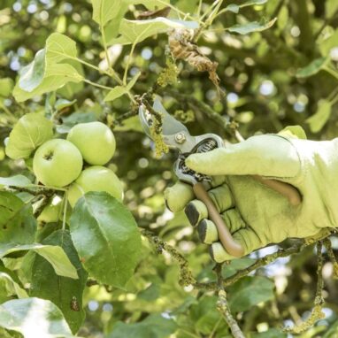 Foarfecă de grădină Geolia Bypass, Oțel Forjat, 20.5 cm