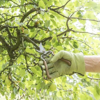 Foarfecă de grădină Geolia Bypass, Oțel Forjat, 20.5 cm
