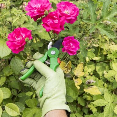 Foarfecă de grădină Geolia, 21.5 cm, pentru crengi, bypass