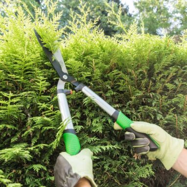 Foarfeca gard viu Geolia, otel carbon, 58 cm