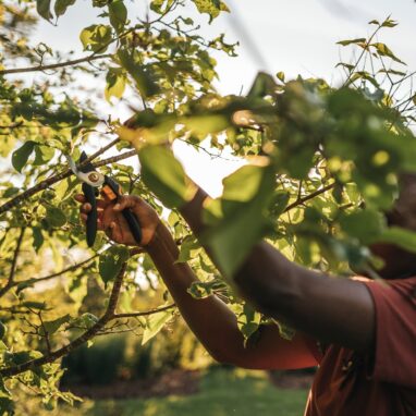 Foarfeca de gradina Fiskars Solid P321, 21 cm, Bypass